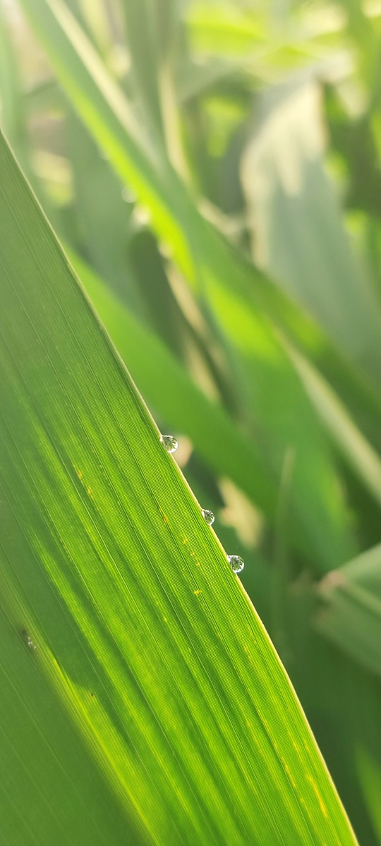 晨露小说手机版阅读的简单介绍-第4张图片-QuickQ官网