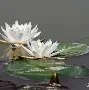 水莲紫苑手机版(水莲と紫苑汉化版直接下载)-第5张图片-QuickQ官网